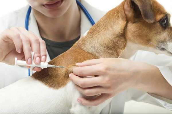 Veterinarijos klinika Kaune | Gyvūnų ženklinimas